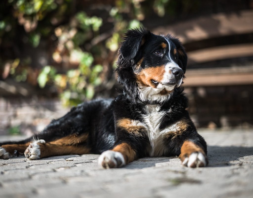 a tri-color dog sitting on sidewalk