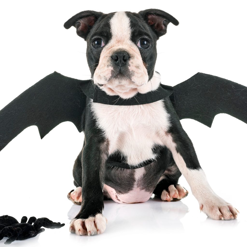 A Boston terrier puppy wearing a pair of bat wings sits in front of a white background with a fake spider next to them