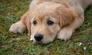 A sweet golden retriever puppy lies on the grass