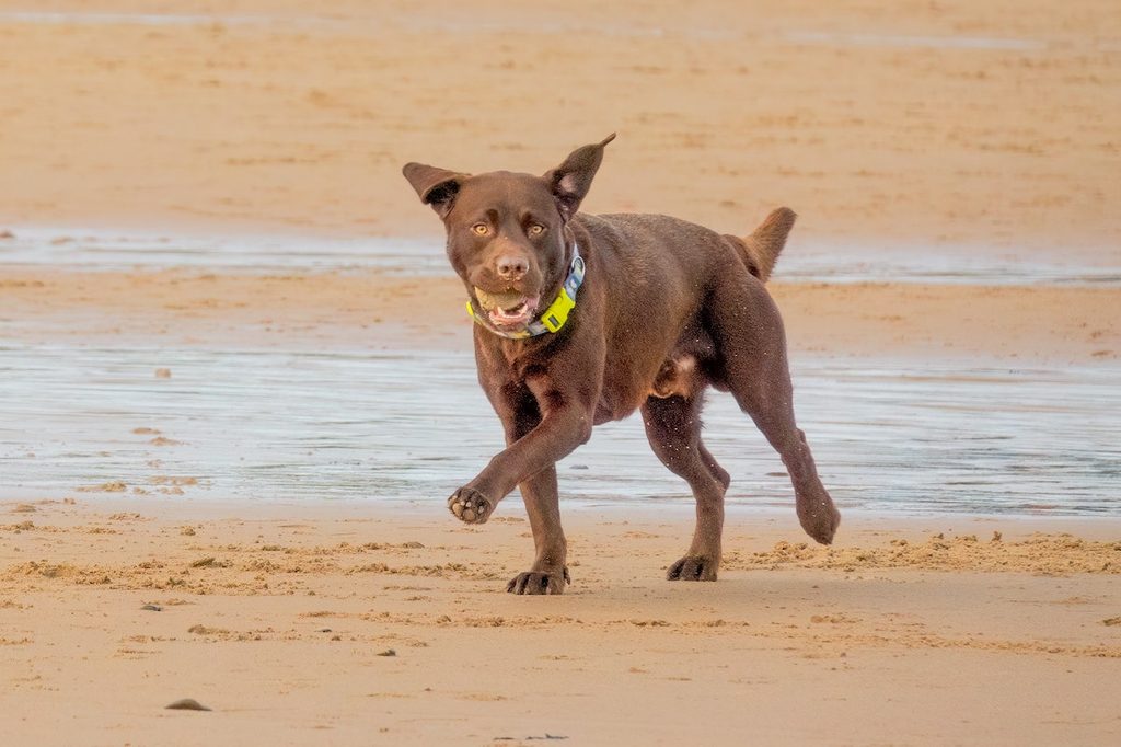 Dog plays fetch on the beach with a ball