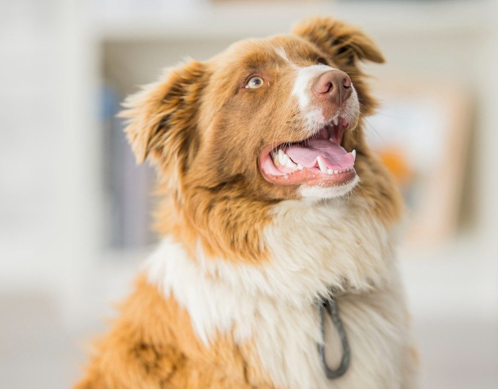 A smiling border collie just ate a meal