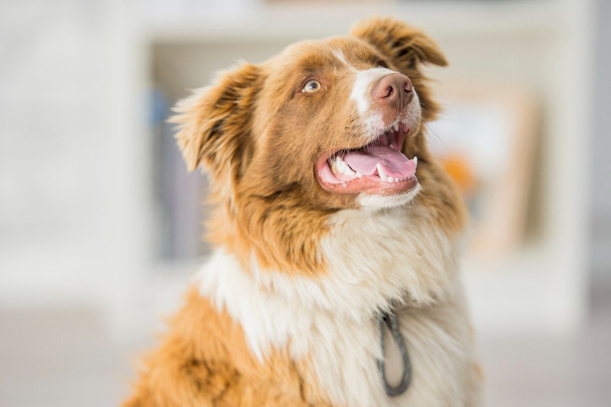 A smiling border collie just ate a meal