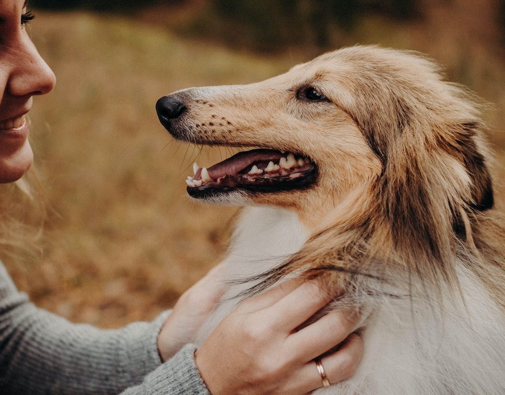 a woman petting a dog in a park with fall foliage