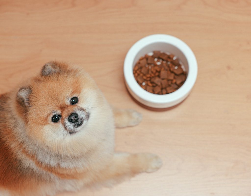 a furry pomeranian near food