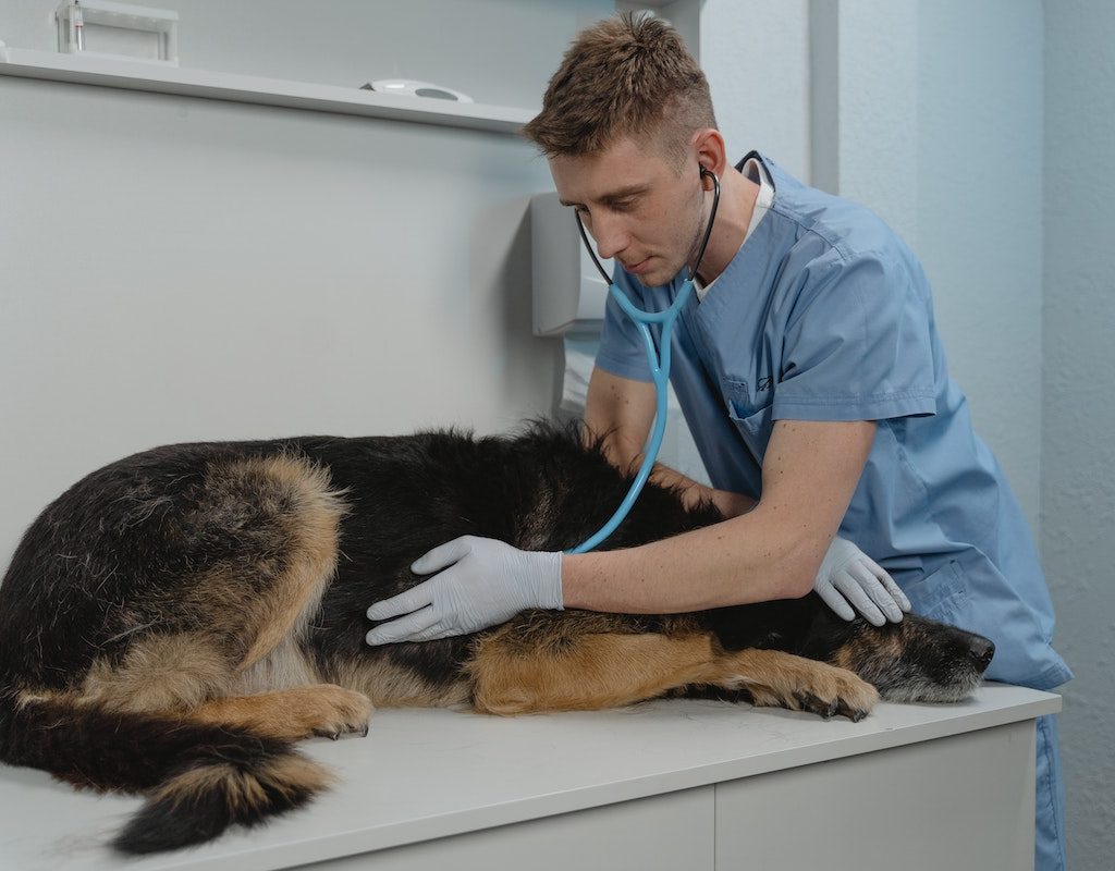 Large dog getting their heart checked