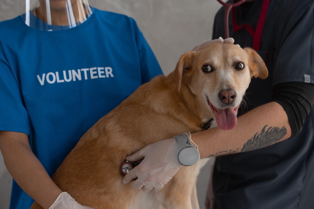 old dog getting examined at vet