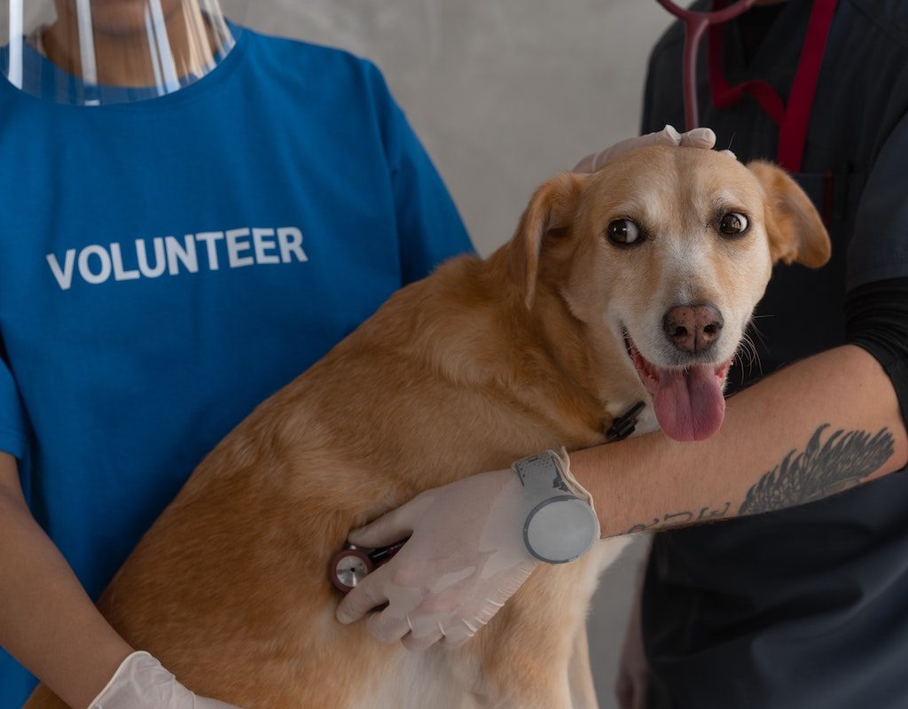 Old dog getting examined at vet