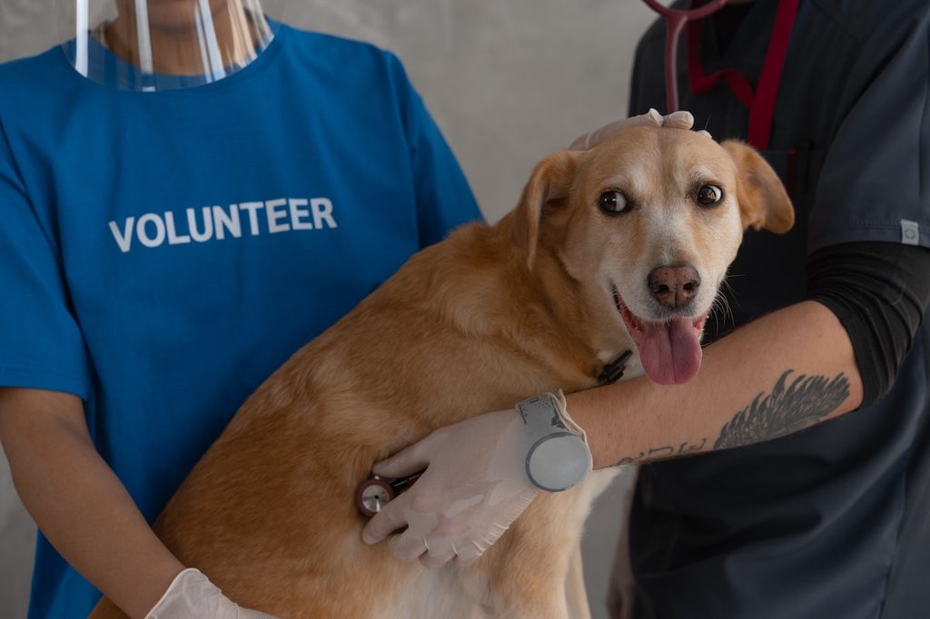 old dog getting examined at vet