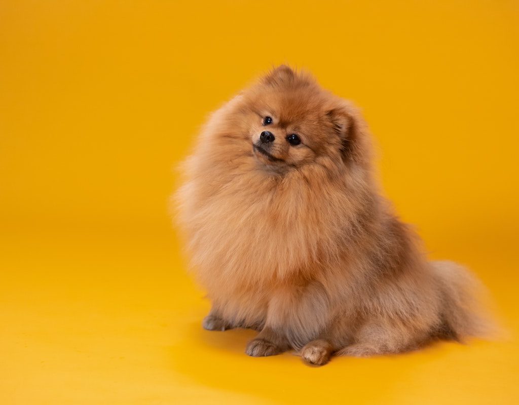 A pomeranian with a yellow background