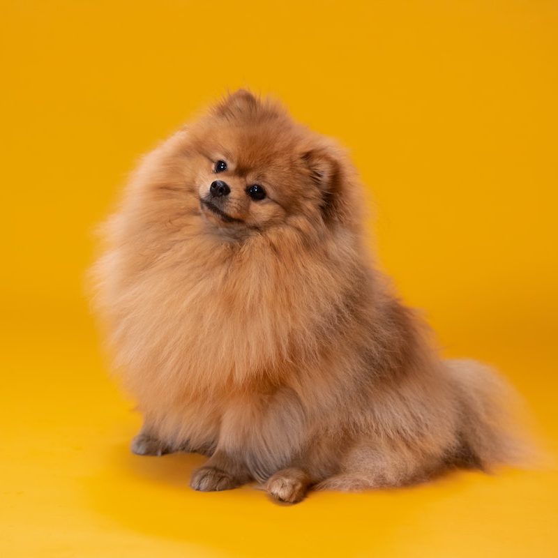 A pomeranian with a yellow background