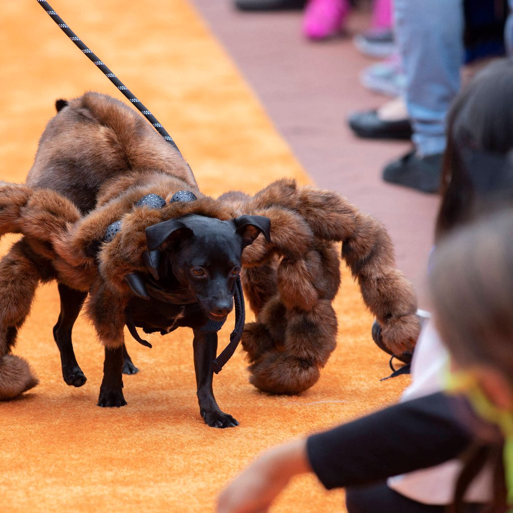 A small black dog dressed in a spider Halloween costume walks on an orange carpet toward people