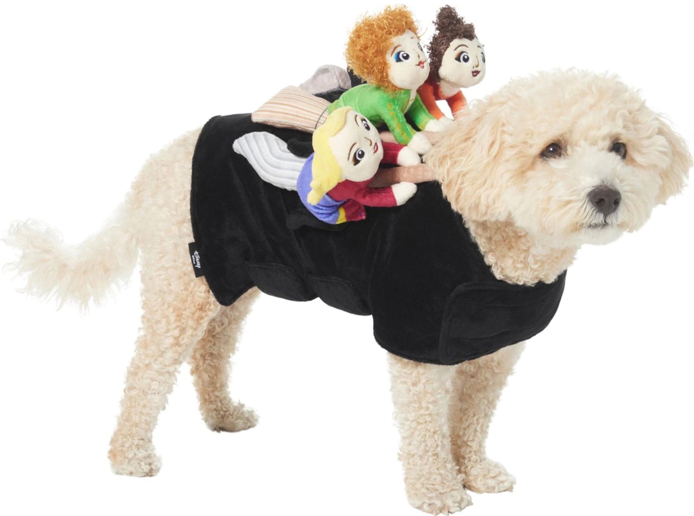 A small white dog wears a black shirt that looks like the Sanderson sisters from Hocus Pocus are riding on it