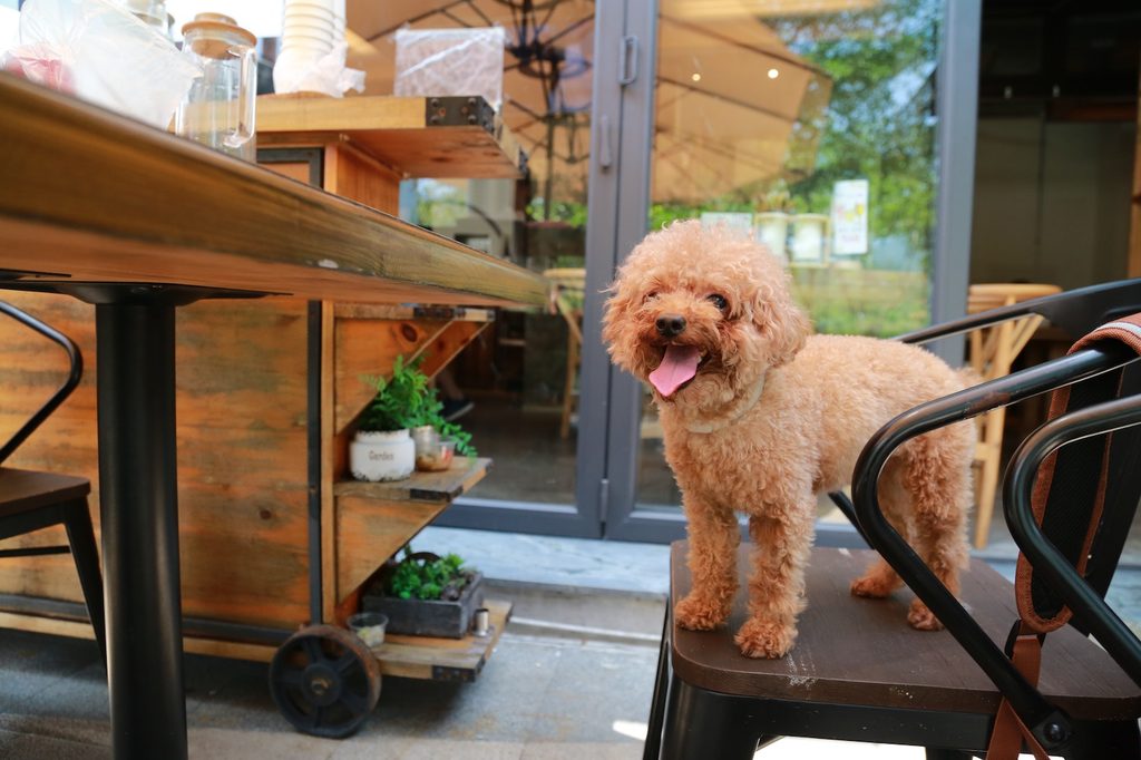 A brown miniature Poodle stands on a chair at a restaurant