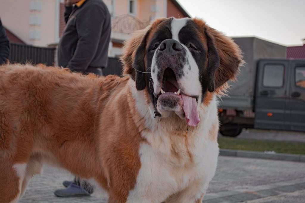 St. Bernard standing outdoors