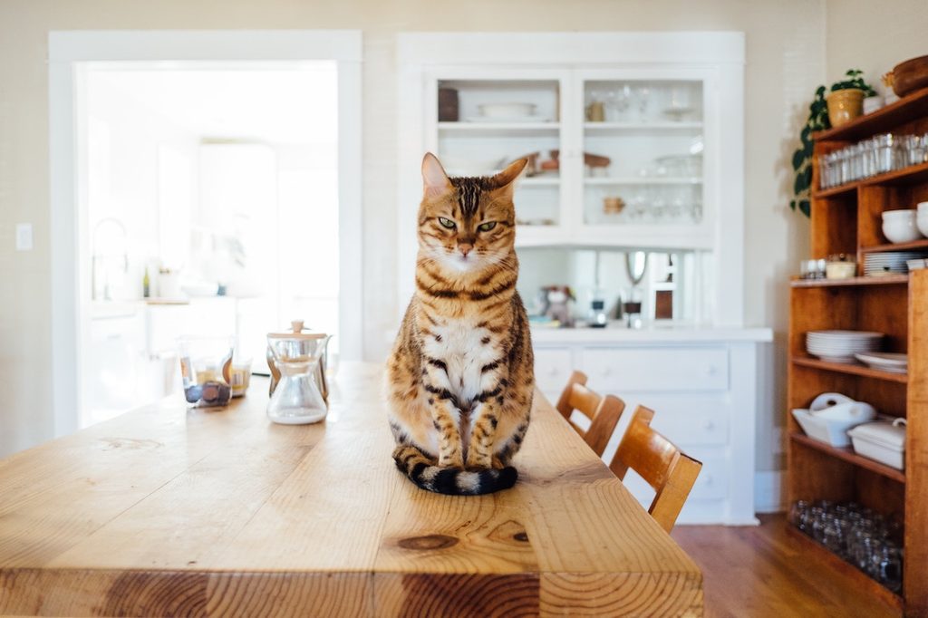 A cat sits on the table looking mad