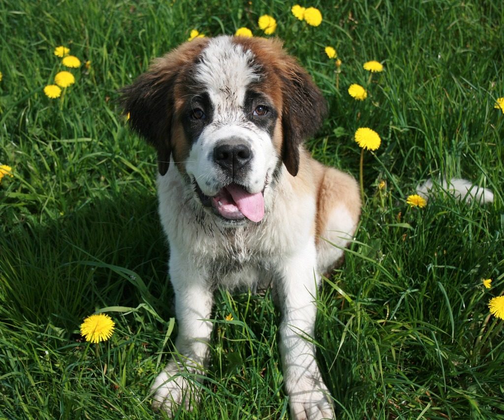 A St. Bernard puppy sitting outdoors