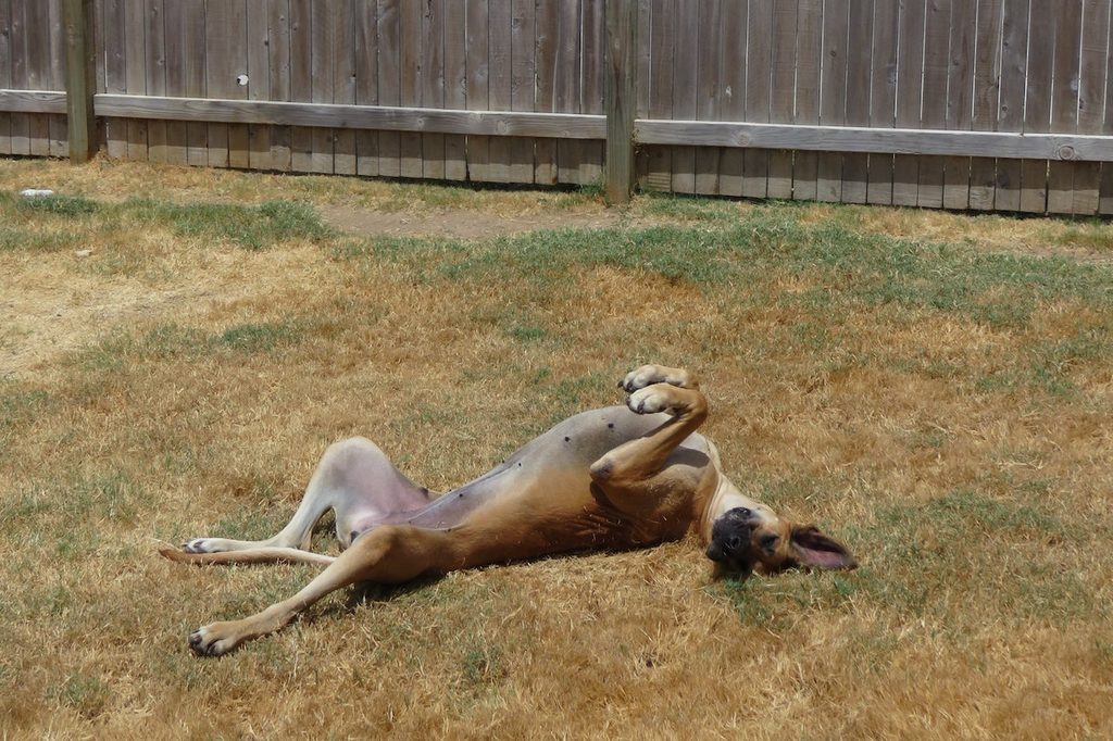 A great dane lies in the grass