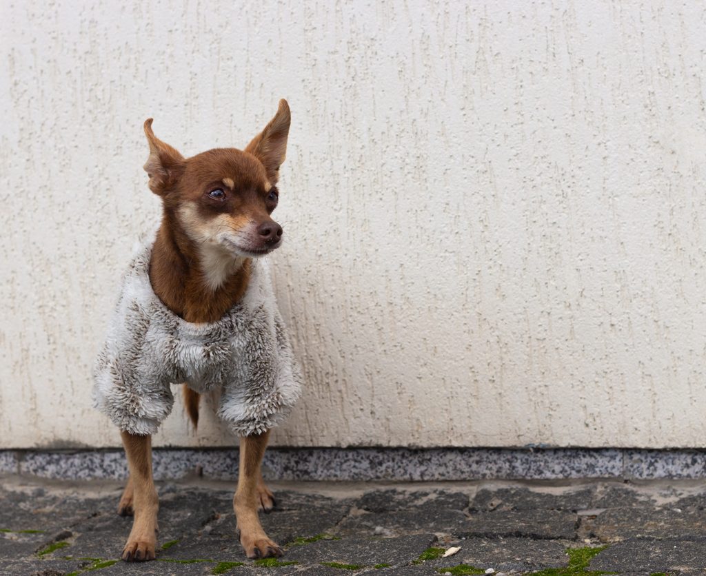 Dog wearing a fleece vest