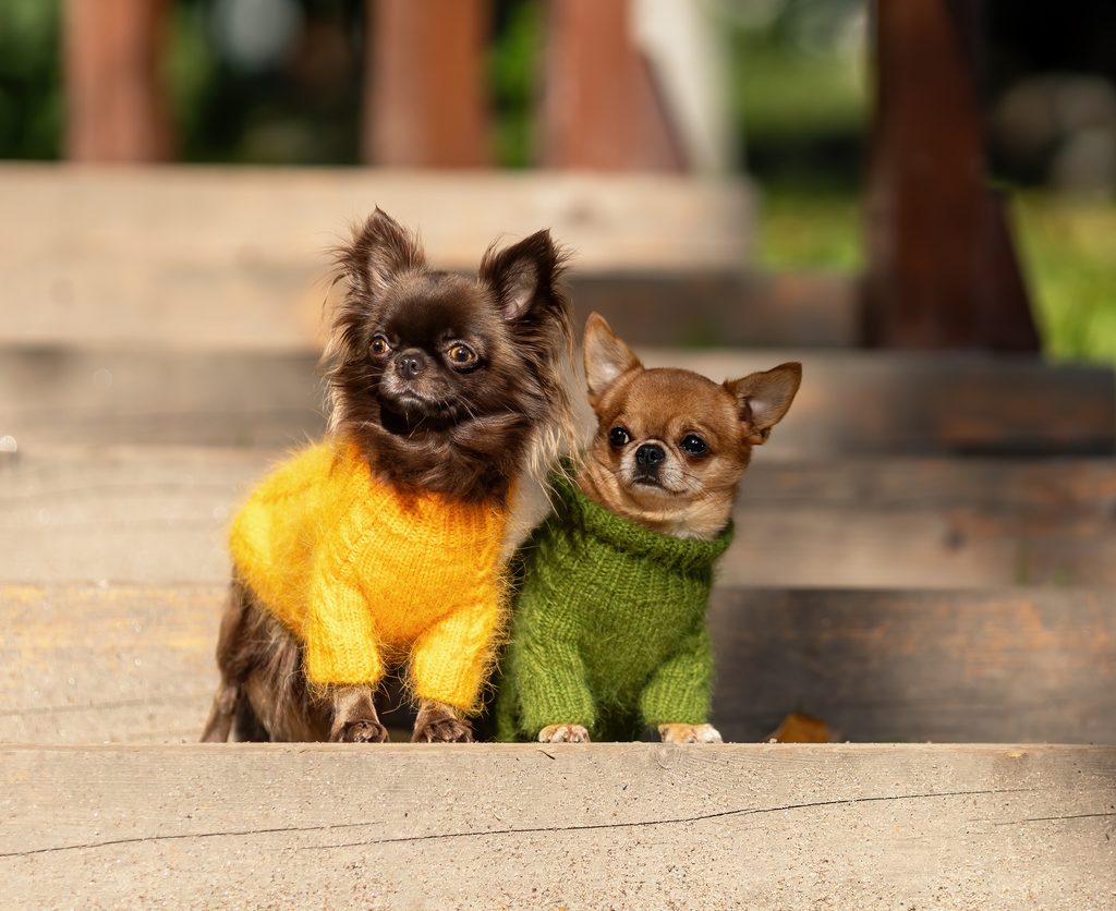 Two cute curious Chihuahua dogs wearing fashion knitted clothes sitting together outdoors