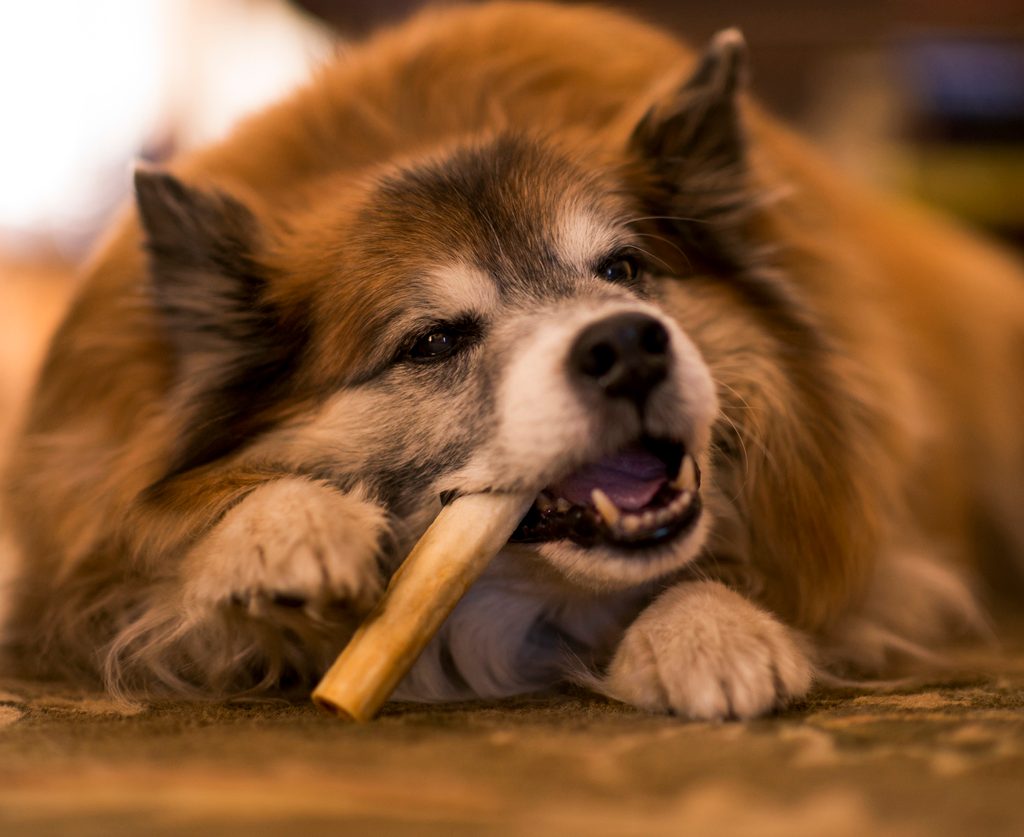 A furry brown and white dog chews contentedly on a dog bone.