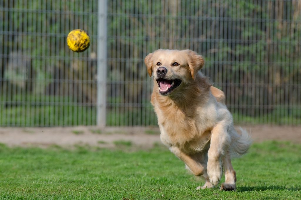 A golden retriever chasing a ball