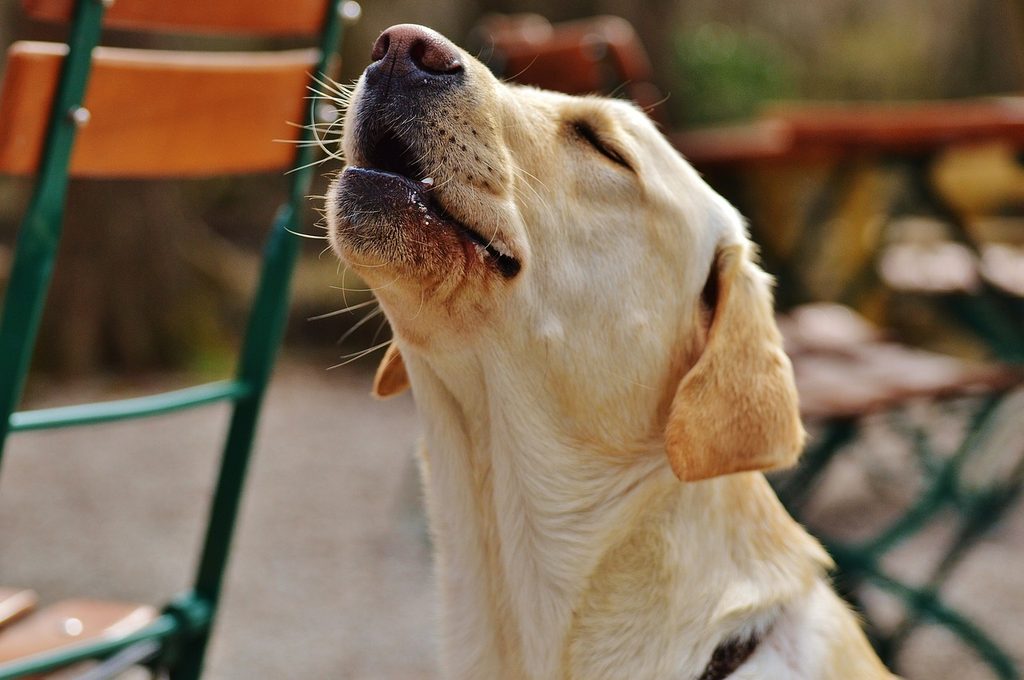 A lab puppy howling outside
