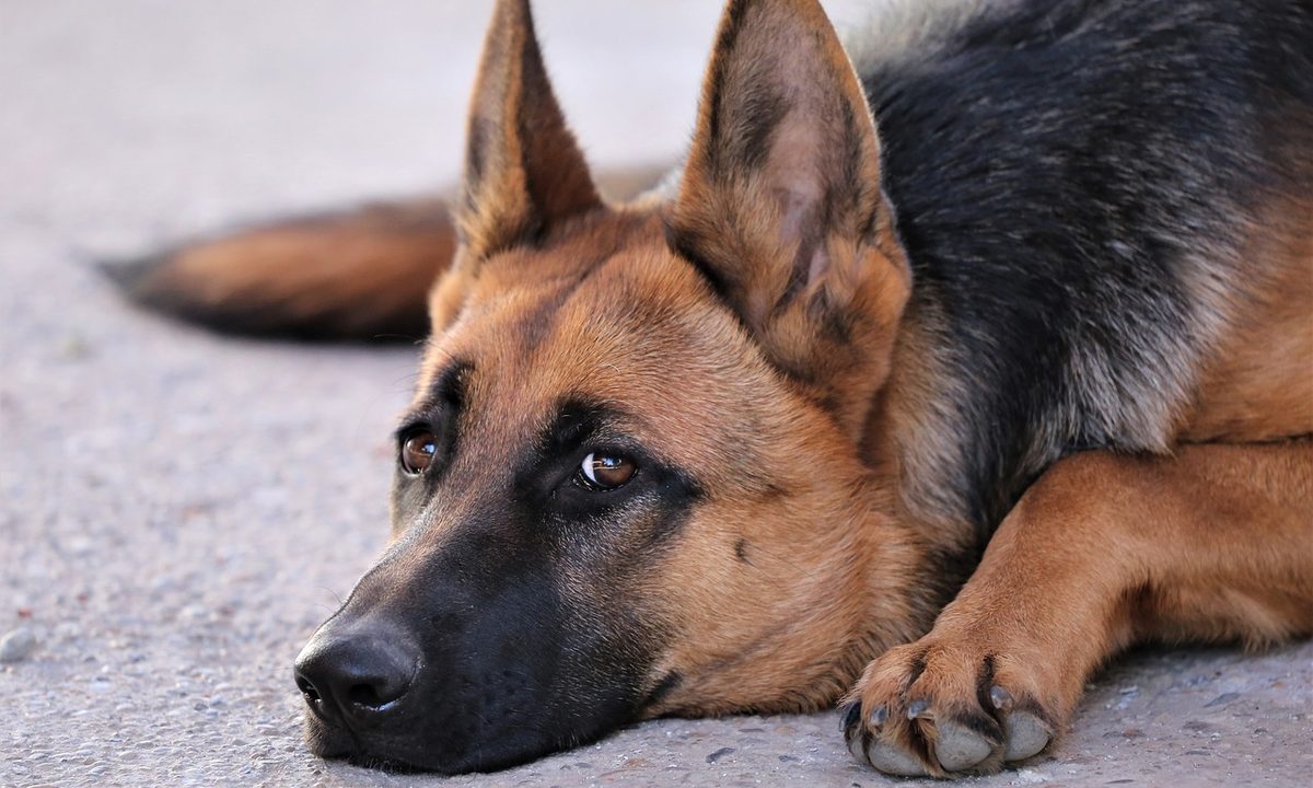 A german shepherd staring sadly at the camera