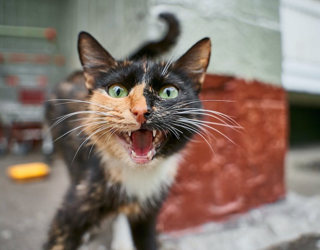 A striped cat hisses angrily at the camera