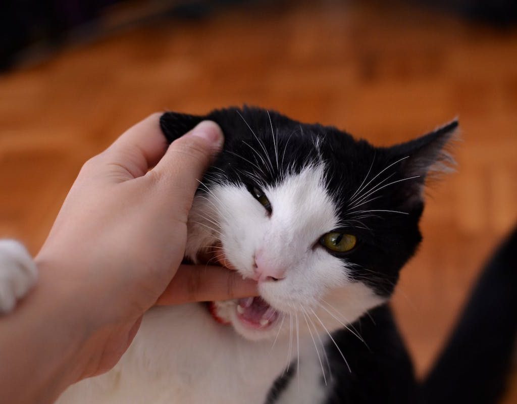 A black and white cat chomps on a hand