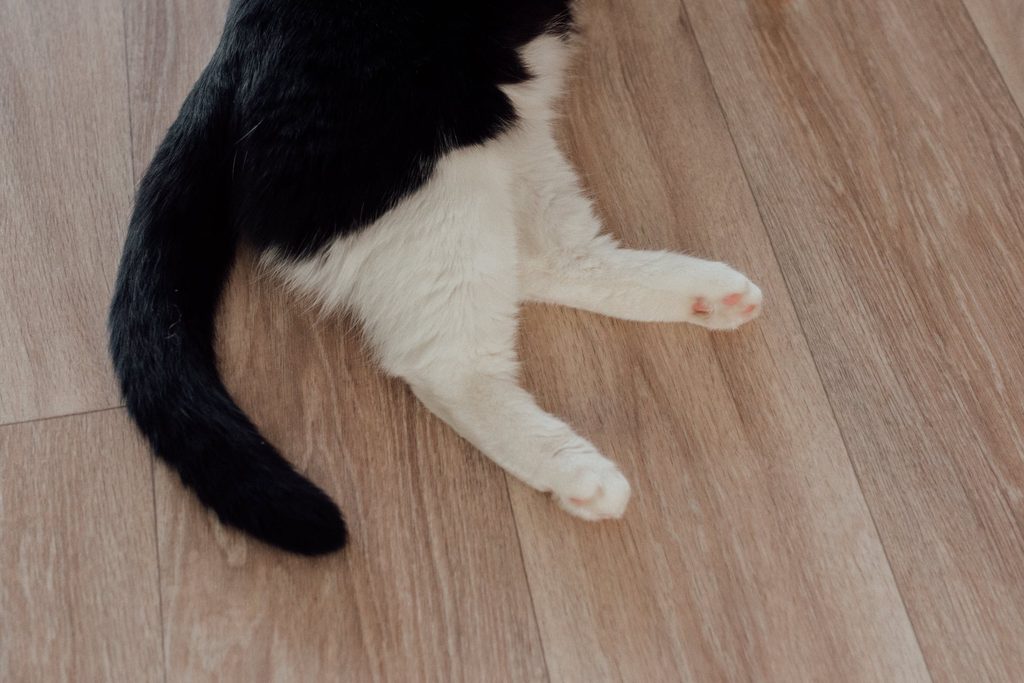 A black and white cat's lower body as they lie on hardwood floor