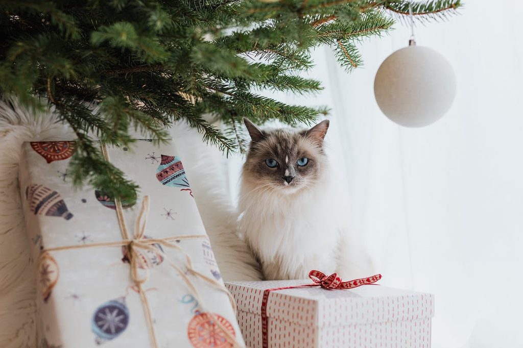 A cat sits beneath a Christmas tree on top of a present