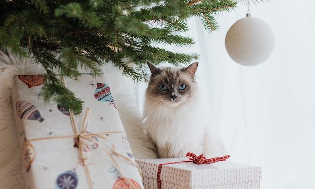 A cat sits beneath a Christmas tree on top of a present