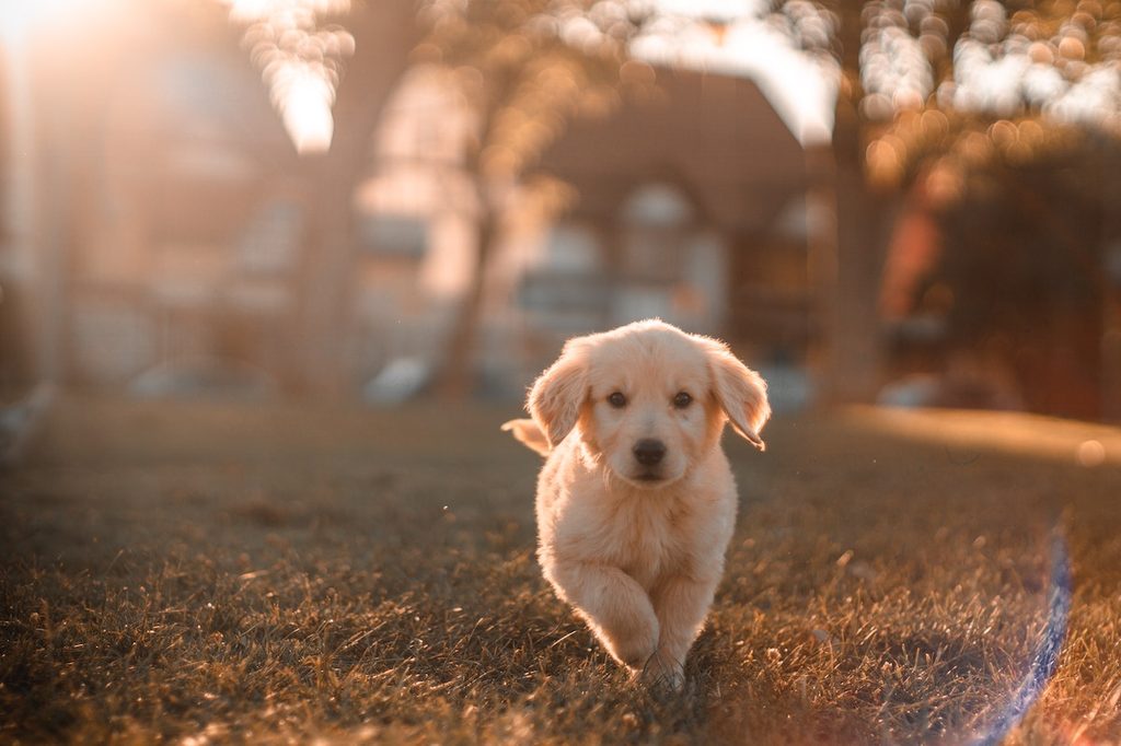 A small golden puppy runs across a yard