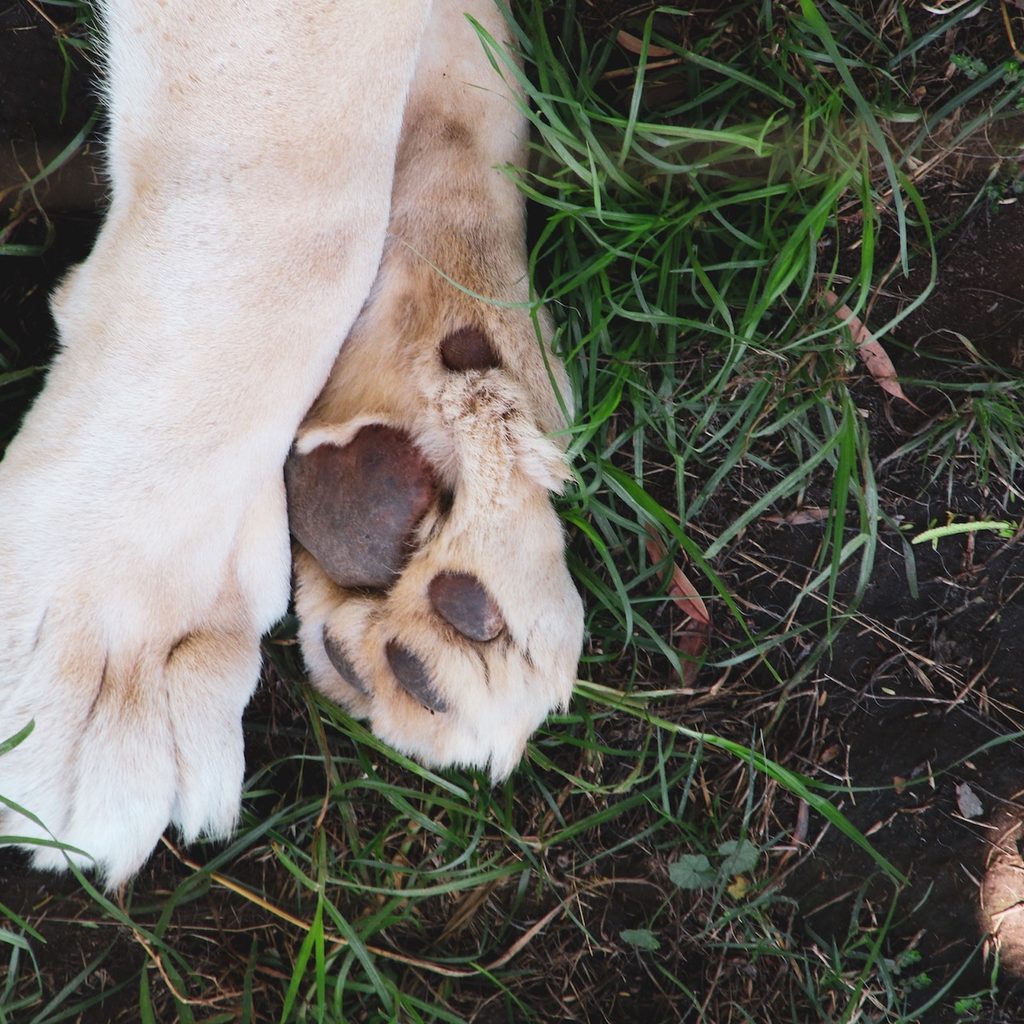 A puppy's paws crossed in the grass