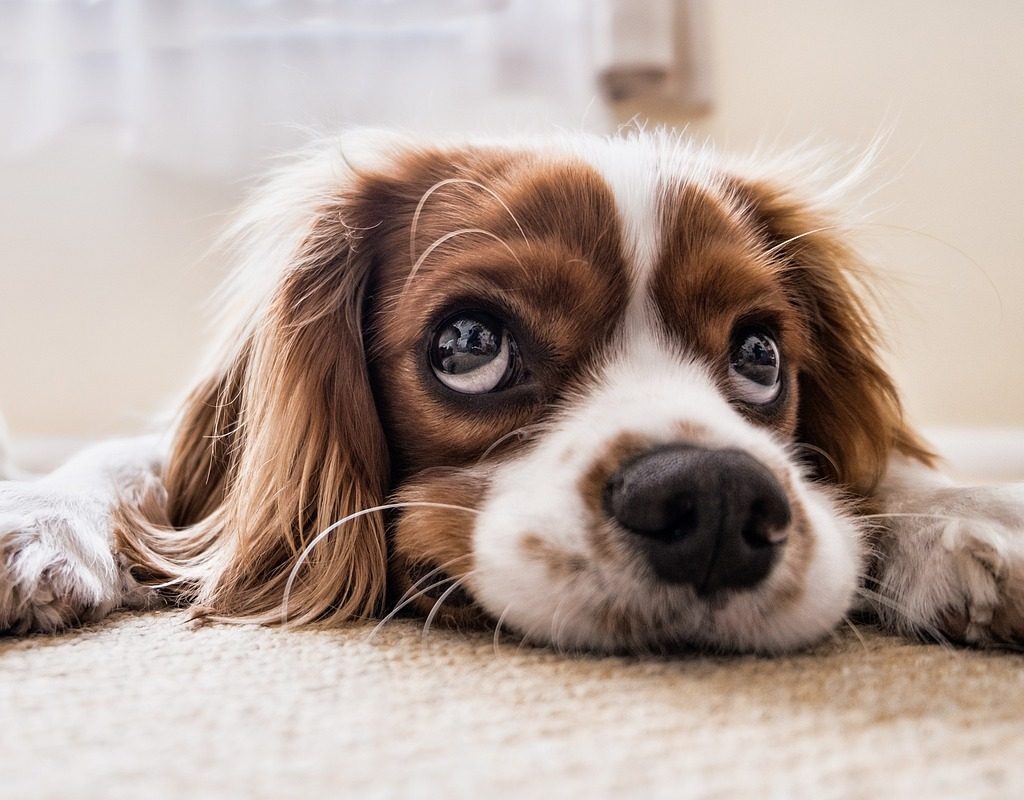 A dog lies on the floor making sad eyes up at the camera