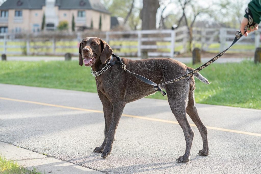 german shorthaired pointer on a leash
