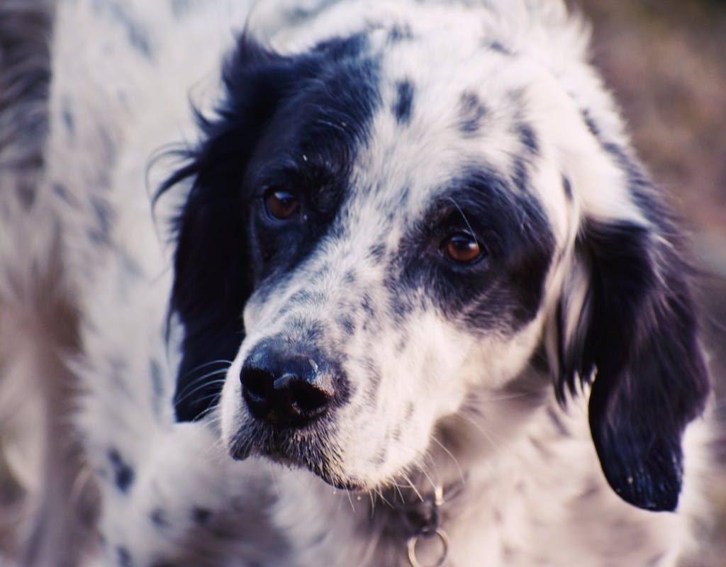 A black and white dog outside