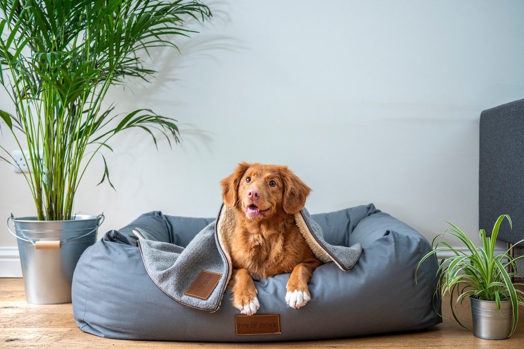 a brown dog in a dog bed