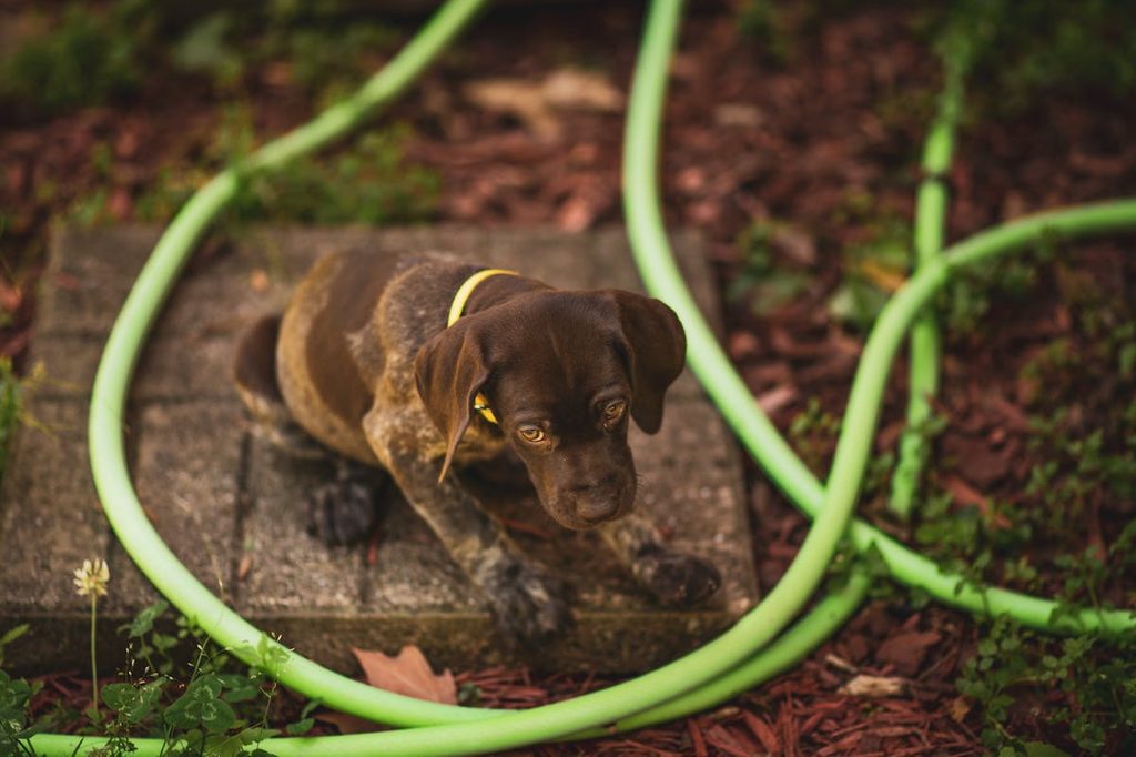 sick brown puppy sitting by hose