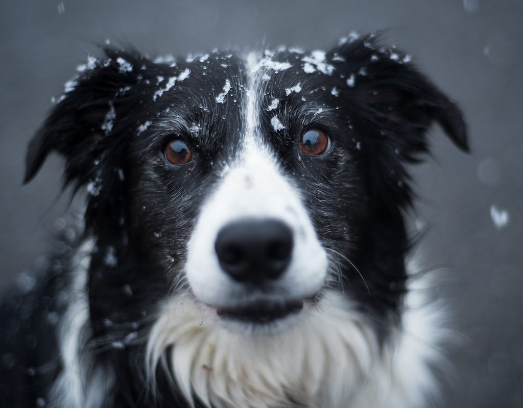 bBack white border collie in snow