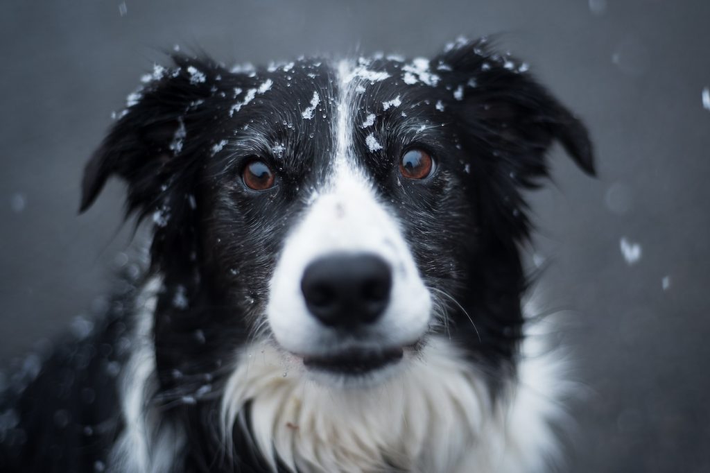 black white border collie in snow