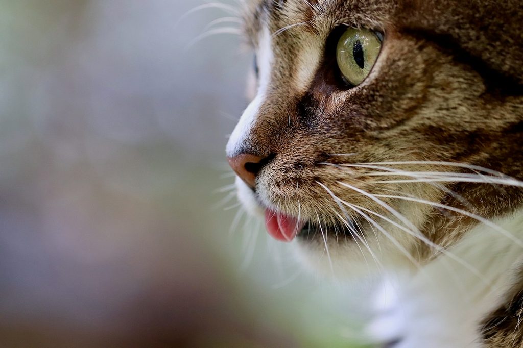 Close up of a cat sticking out her tongue