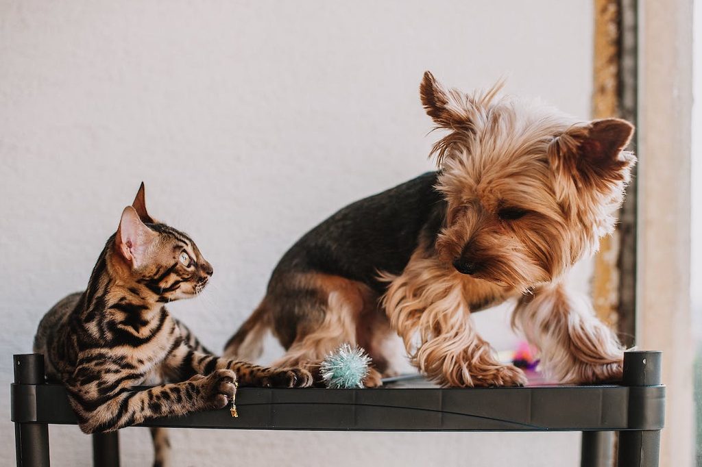 a cat and yorkie playing