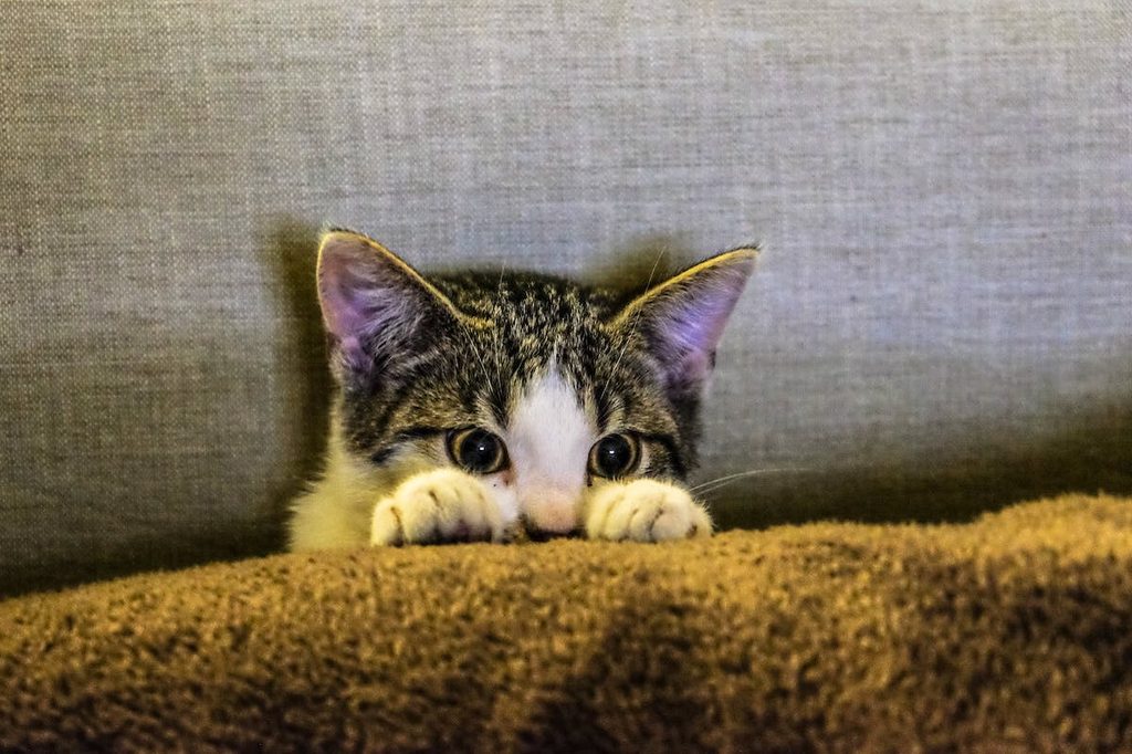 a cat hiding behind furniture