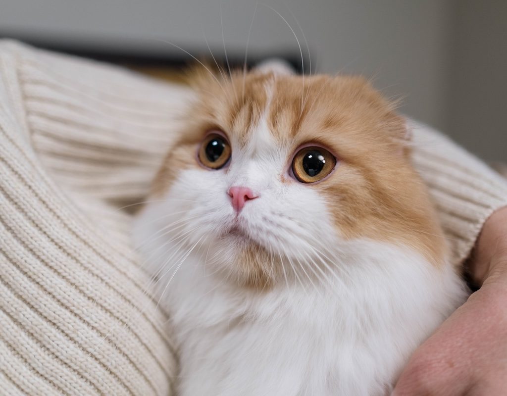 A cat snuggling on a person's chest
