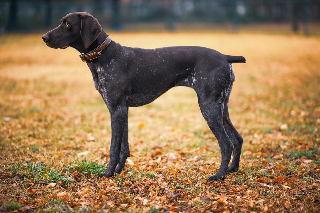 a dark german shorthaired pointer adult in the park in the fall