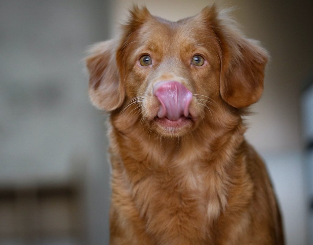 Dog licks its nose while sitting