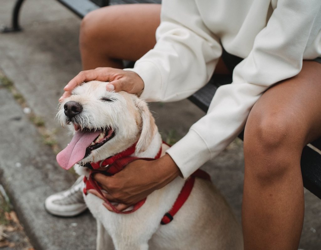 A woman sits on a park bench and pets her dog