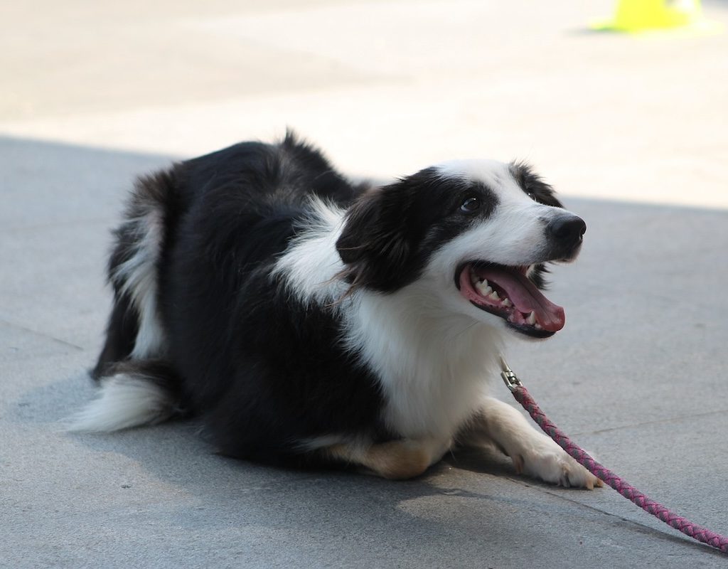 A dog crouches on the sidewalk during training, anticipating a treat