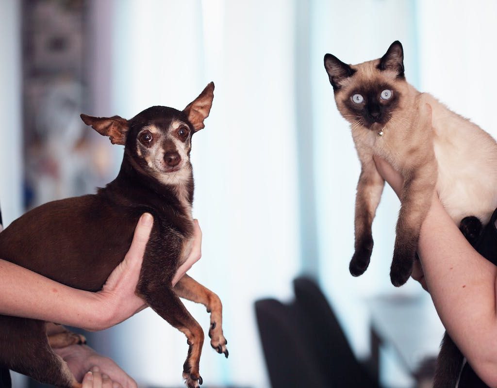 Two people holding up a dog and a cat